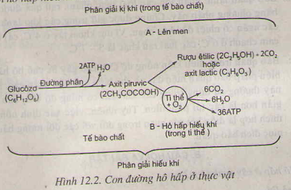 Ho Hấp ở Thực Vật Giải Bai Tập Sinh Học Lớp 11